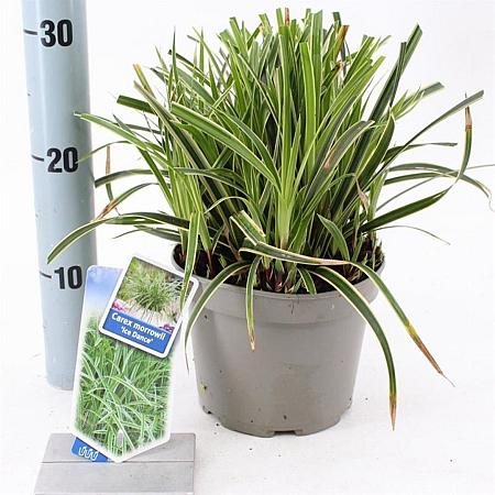 Carex morrowii 'Ice Dance' Pot 2 Liter 20 - 30 cm