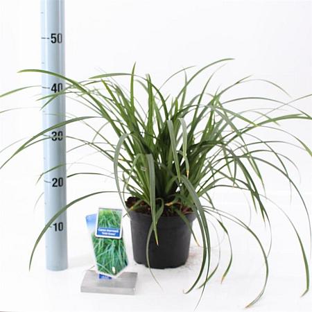Carex morrowii 'Irish Green' Pot 2 Liter 20 - 30 cm