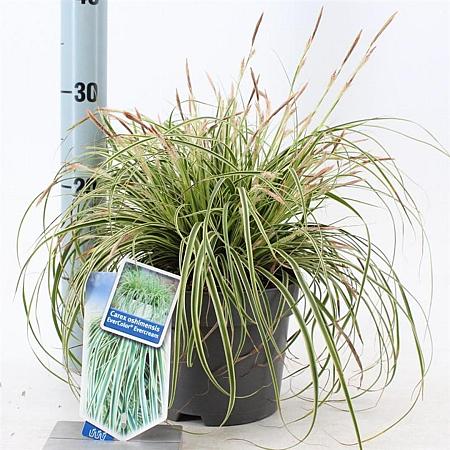 Carex oshim. Evercolor Evercream Pot 2 Liter 20 - 30 cm