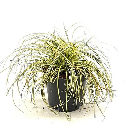 Carex oshim. Evercolor Everoro Pot 2 Liter 20 - 30 cm