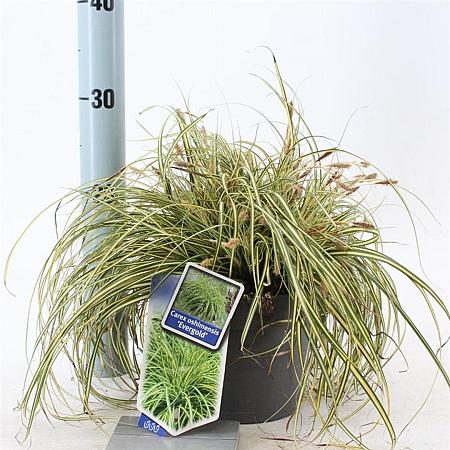 Carex oshim. 'Evergold' Pot 2 Liter 20 - 30 cm