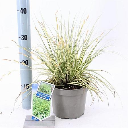 Carex oshim. 'Evergold' Pot 2 Liter 20 - 30 cm