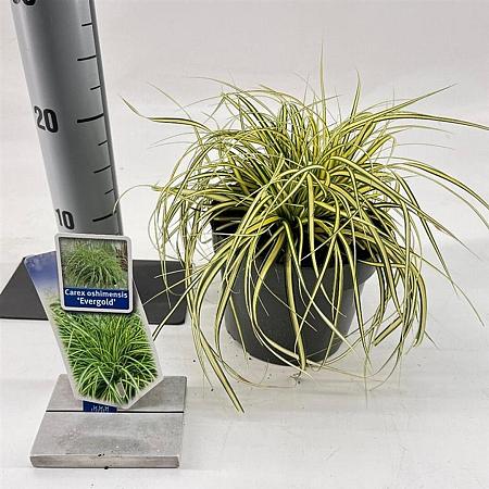 Carex oshim. 'Evergold' Pot 2 Liter 20 - 30 cm