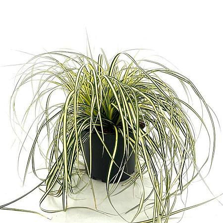 Carex oshim. 'Evergold' Pot 2 Liter 20 - 30 cm