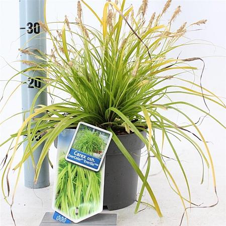 Carex oshim. 'Everillo' Pot 2 Liter 20 - 30 cm