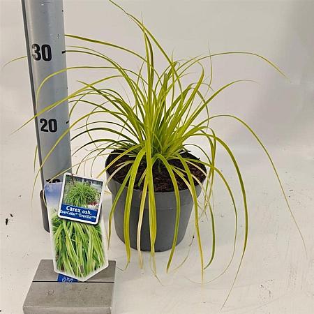 Carex oshim. 'Everillo' Pot 2 Liter 20 - 30 cm