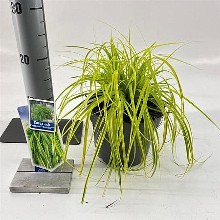 Carex oshim. 'Everillo' Pot 2 Liter 20 - 30 cm