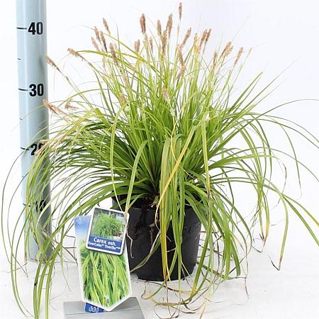Carex oshim. 'Everillo' Pot 2 Liter 20 - 30 cm