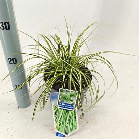 Carex oshim. 'Eversheen' Pot 2 Liter 20 - 30 cm