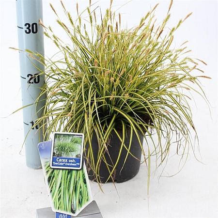 Carex oshim. 'Eversheen' Pot 2 Liter 20 - 30 cm