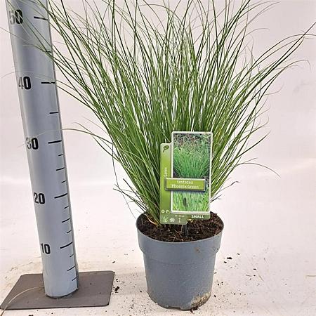 Carex 'Phoenix Green' Pot 2 Liter 20 - 30 cm