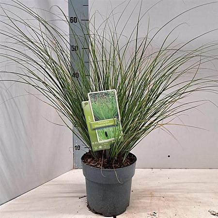Carex 'Phoenix Green' Pot 2 Liter 20 - 30 cm