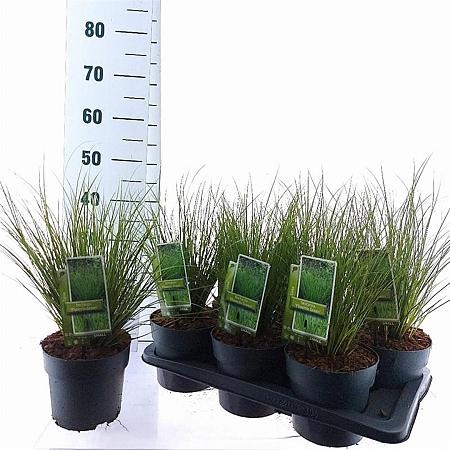 Carex 'Phoenix Green' Pot 2 Liter 20 - 30 cm