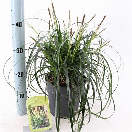 Carex Ribbon Falls Pot 3 liter 25-30cm