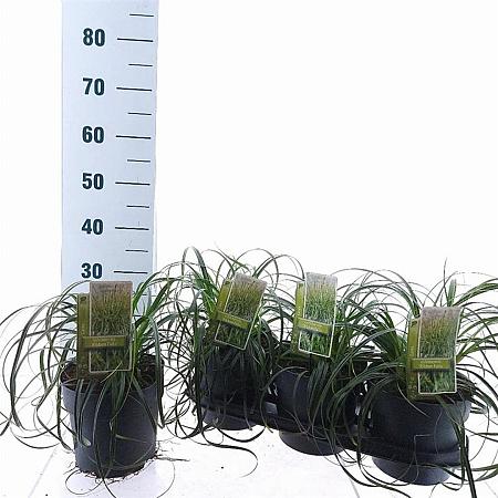 Carex Ribbon Falls Pot 3 liter 25-30cm