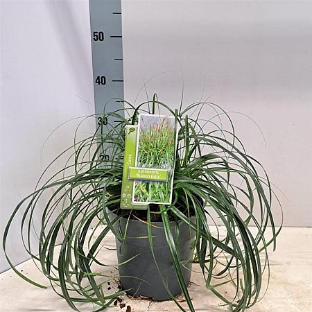 Carex Ribbon Falls Pot 3 liter 25-30cm
