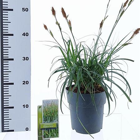 Carex Ribbon Falls Pot 3 liter 25-30cm