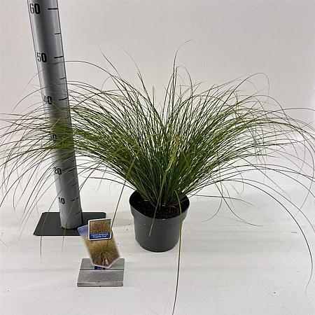 Carex testacea 'Prairie Fire' Pot 2 Liter 20 - 30 cm