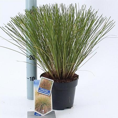 Carex testacea 'Prairie Fire' Pot 2 Liter 20 - 30 cm