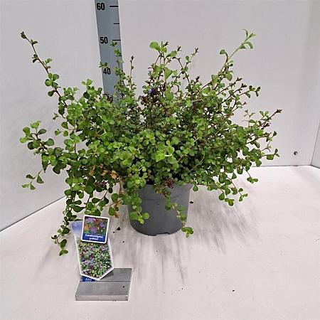 Ceratostigma griffithii Pot 5 Liter 30 - 40 cm