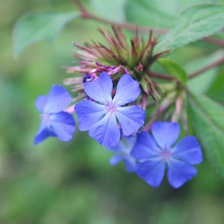 Ceratostigma plumbaginoides Pot 2 Liter