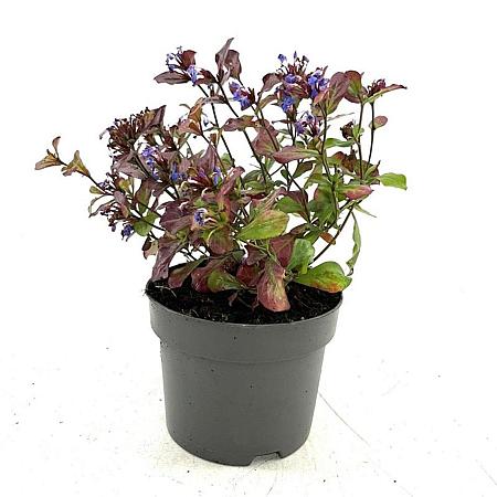 Ceratostigma plumbaginoides Pot 2 Liter