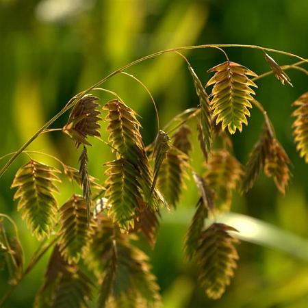 Chasmanthium latifolium Pot 5 Liter 