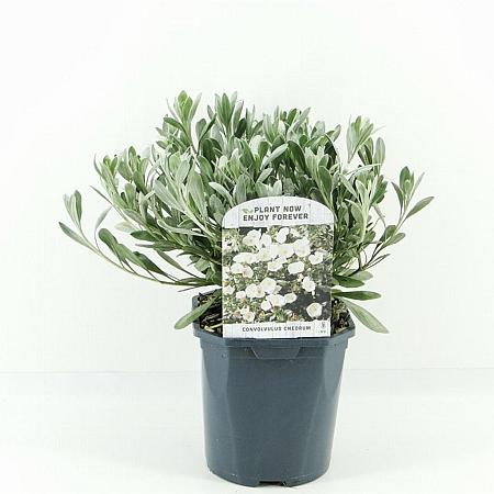 Convolvulus cneorum Pot 2 Liter 20 - 30 cm