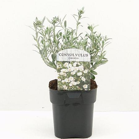 Convolvulus cneorum Pot 2 Liter 20 - 30 cm