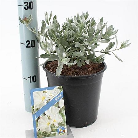 Convolvulus cneorum Pot 2 Liter 20 - 30 cm
