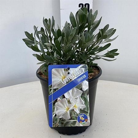 Convolvulus cneorum Pot 2 Liter 20 - 30 cm