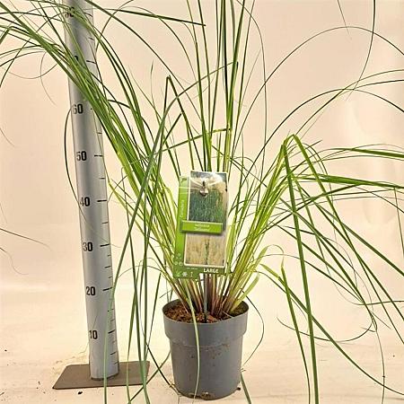 Cortaderia selloana Pot 3 Liter 60 - 80 cm