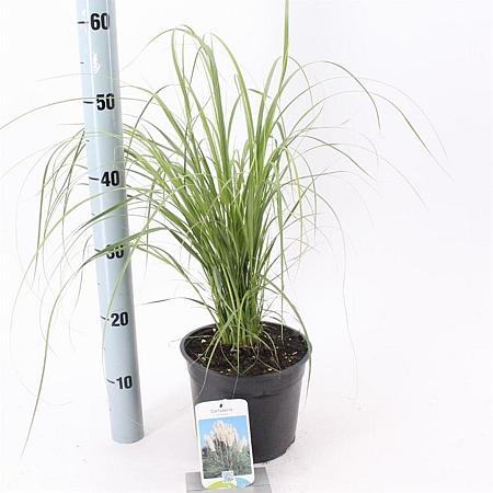 Cortaderia selloana Pot 3 Liter 60 - 80 cm
