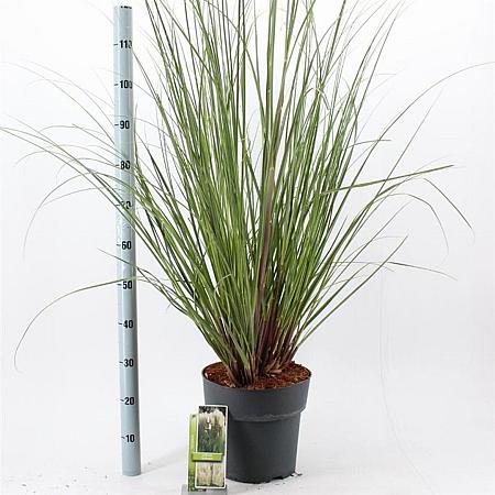 Cortaderia selloana Pot 12 liter 60 - 80 cm