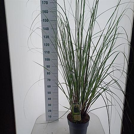 Cortaderia selloana Pot 12 liter 60 - 80 cm