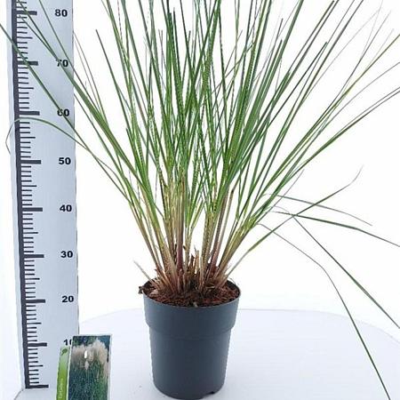 Cortaderia selloana Pot 12 liter 60 - 80 cm
