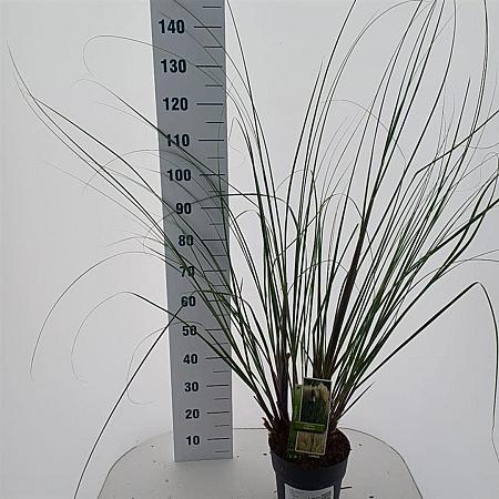 Cortaderia selloana Pot 6 Liter 50 - 60 cm