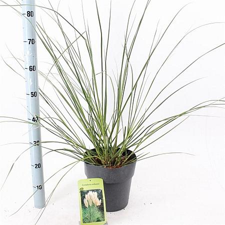 Cortaderia selloana Pot 6 Liter 50 - 60 cm