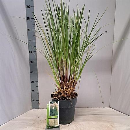 Cortaderia selloana Pot 6 Liter 50 - 60 cm