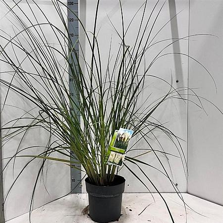 Cortaderia s. 'Citaro' Pot 6 Liter 50 - 60 cm