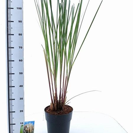 Cortaderia s. 'Citaro' Pot 6 Liter 50 - 60 cm