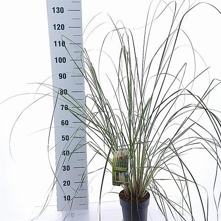 Cortaderia s. 'Evita' Pot 3 Liter 60 - 80 cm