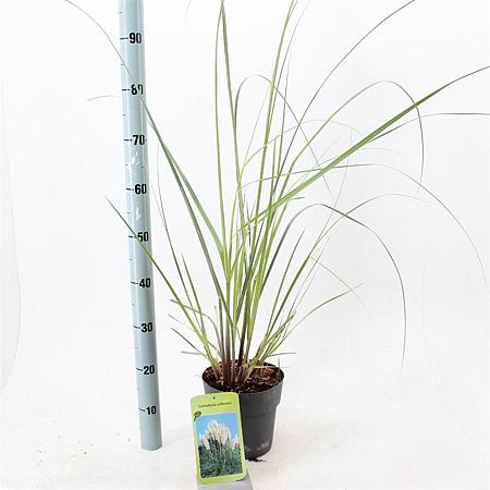 Cortaderia s. 'Evita' Pot 3 Liter 60 - 80 cm