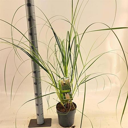Cortaderia s. 'Evita' Pot 3 Liter 60 - 80 cm