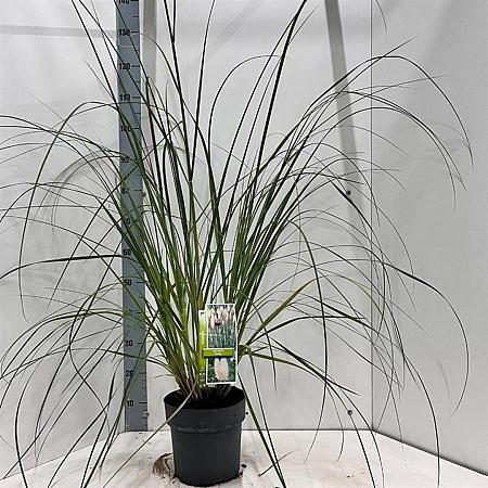 Cortaderia s. 'Evita' Pot 6 Liter 50 - 60 cm