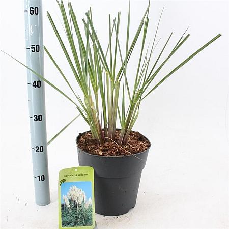Cortaderia s. 'Evita' Pot 6 Liter 50 - 60 cm
