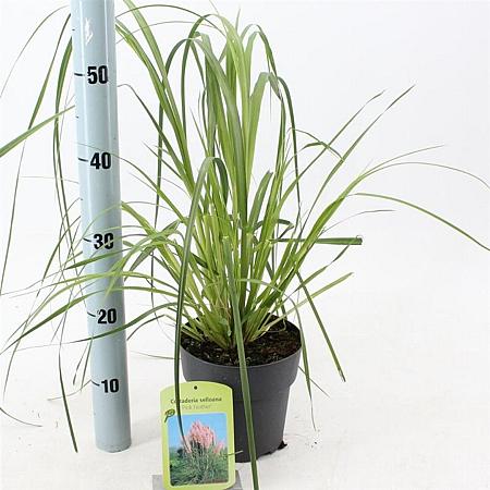 Cortaderia s. 'Pink Feather' Pot 2 Liter60 - 80 cm