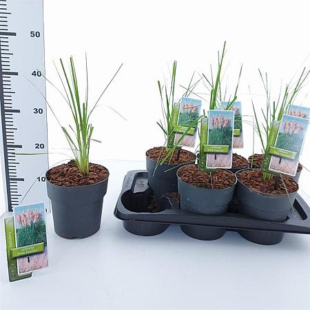 Cortaderia s. 'Pink Feather' Pot 2 Liter60 - 80 cm
