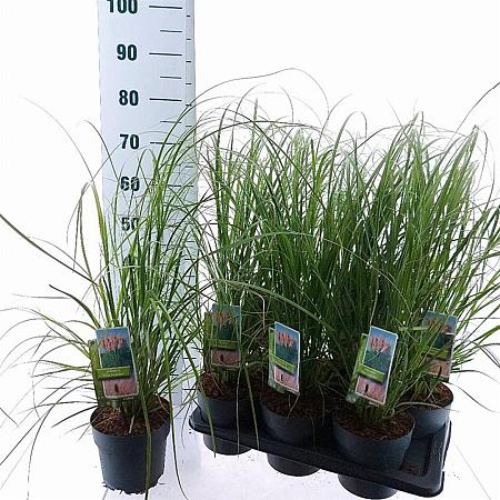 Cortaderia s. 'Pink Feather' Pot 2 Liter60 - 80 cm