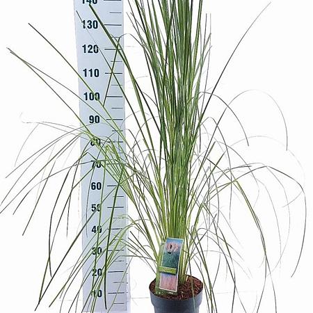 Cortaderia s. 'Pink Feather' Pot 6 Liter 50 - 60 cm